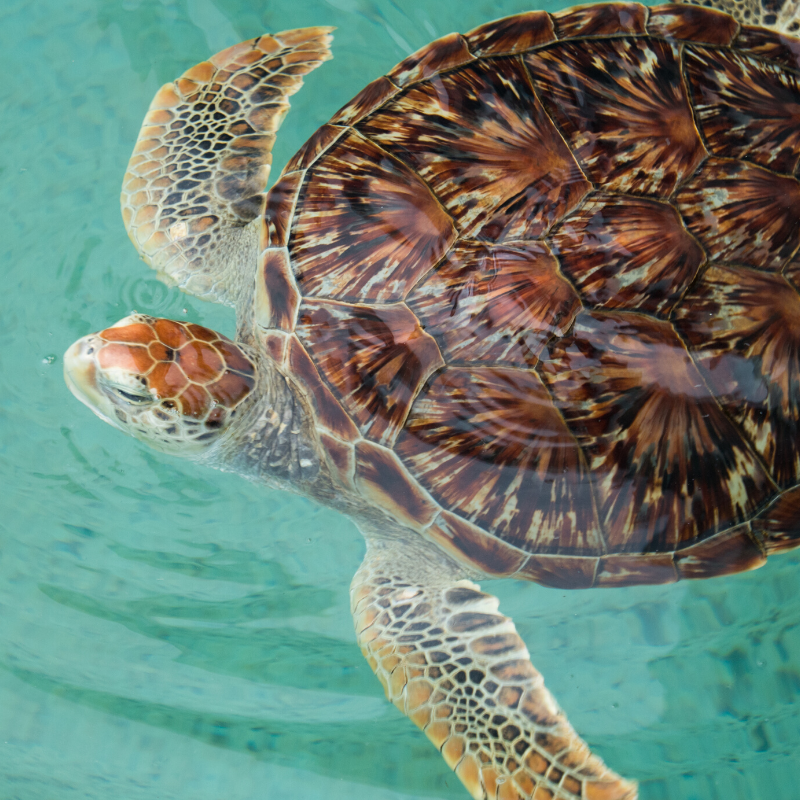 Protecting & Respecting St. John's Sea Turtles