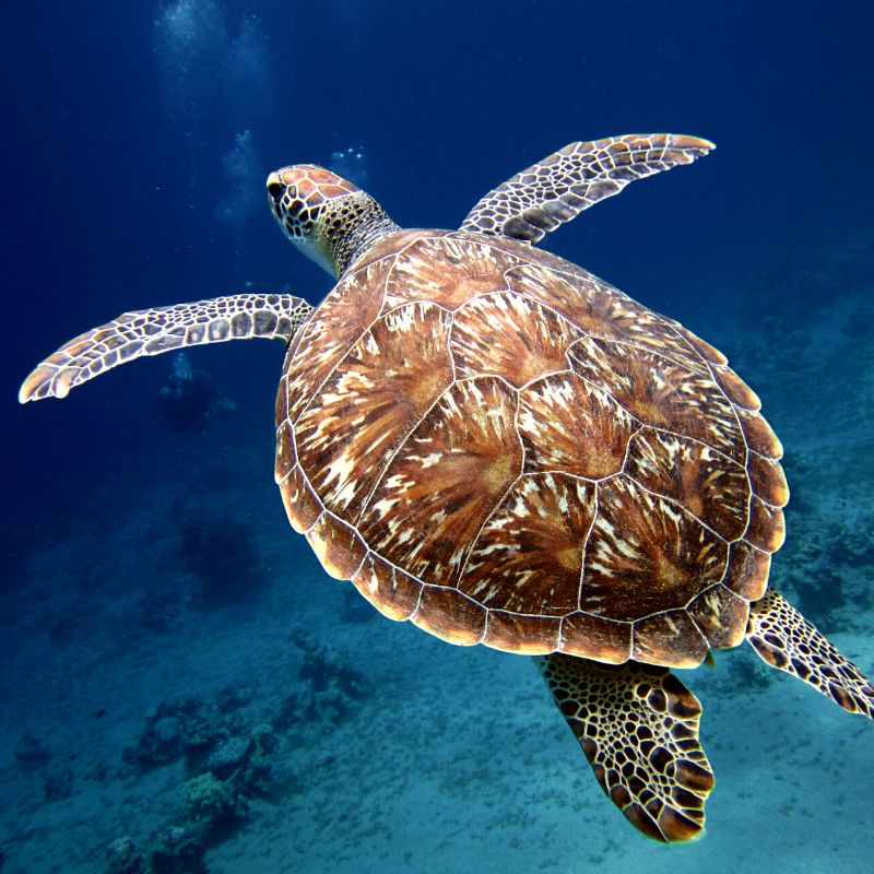 USVI sea turtle swims on St. Thomas and St. John