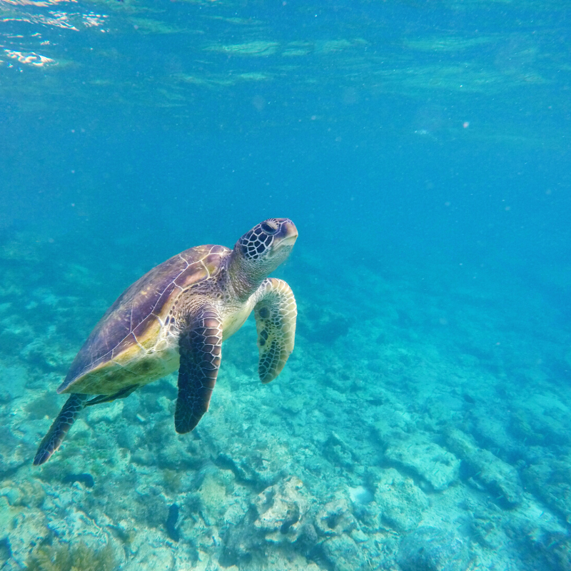 a turtle swimming under water