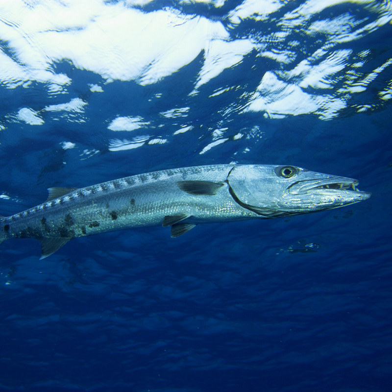 a large reptile in the water