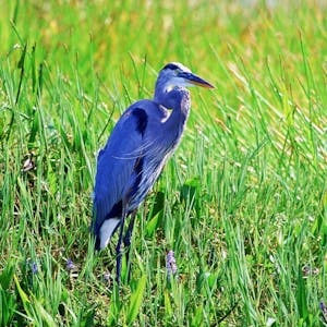 a bird sitting on top of a grass covered field