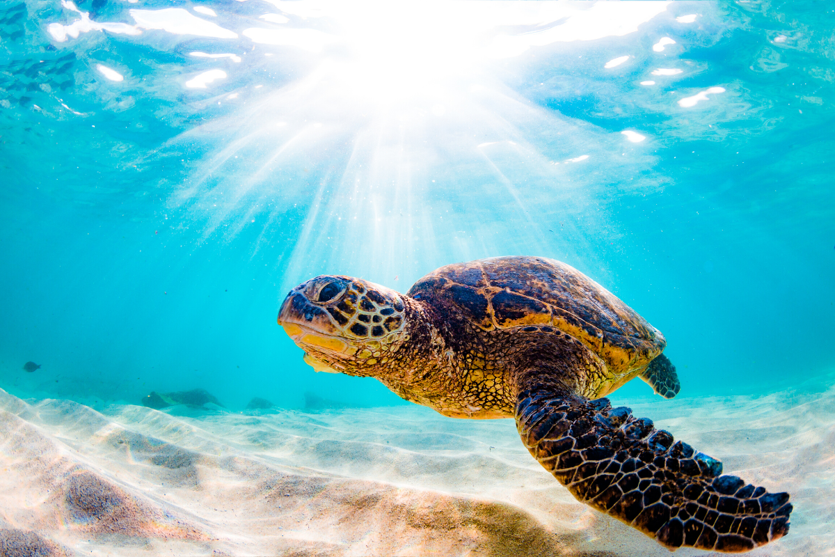 a turtle swimming under water