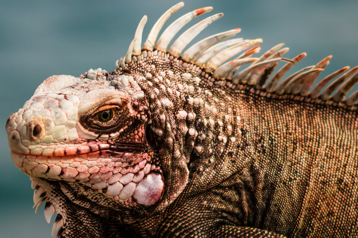 a lizard looking at the camera