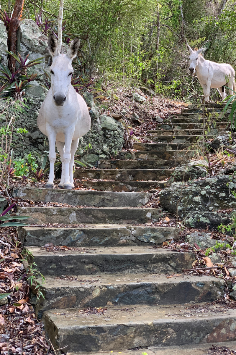 a couple of sheep standing on top of a dirt field