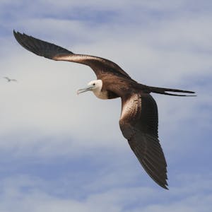 a close up of a bird flying in the sky