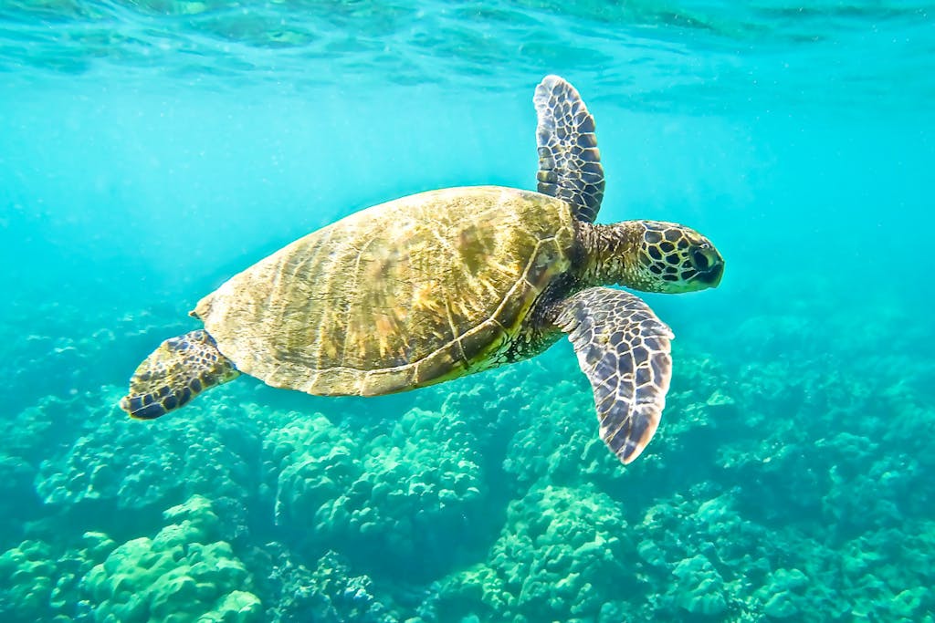 St John sea turtle snorkeling