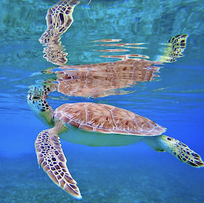 a turtle swimming under water