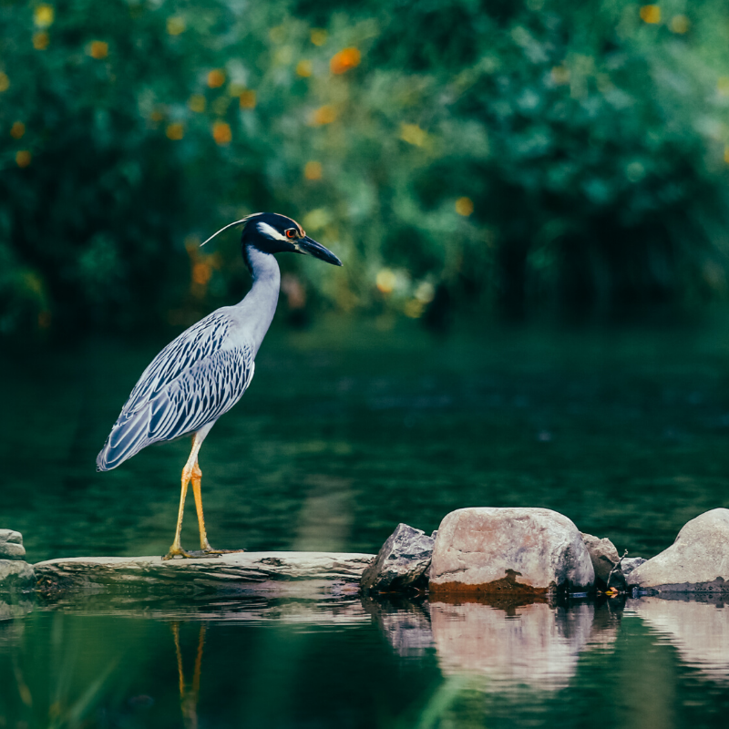 a bird sitting on a rock next to a body of water