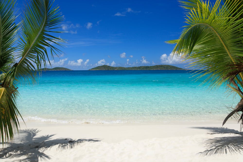 a beach with a palm tree in front of a body of water