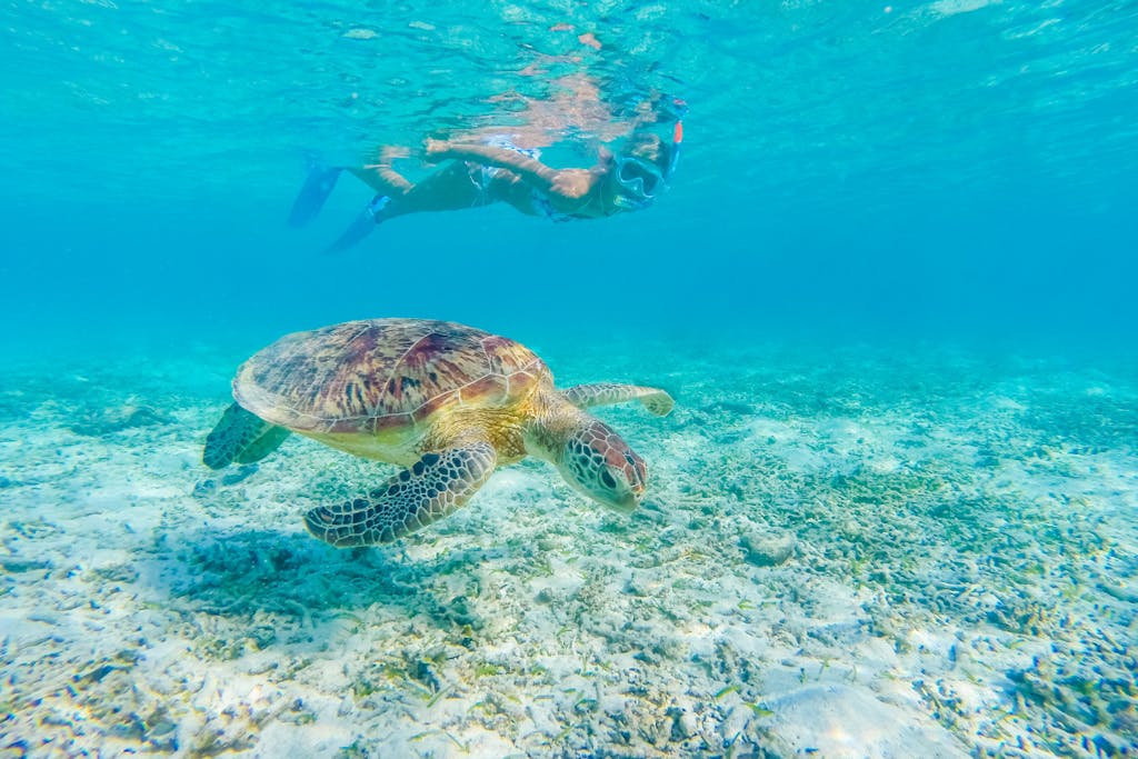 snorkeling USVI sea turtles