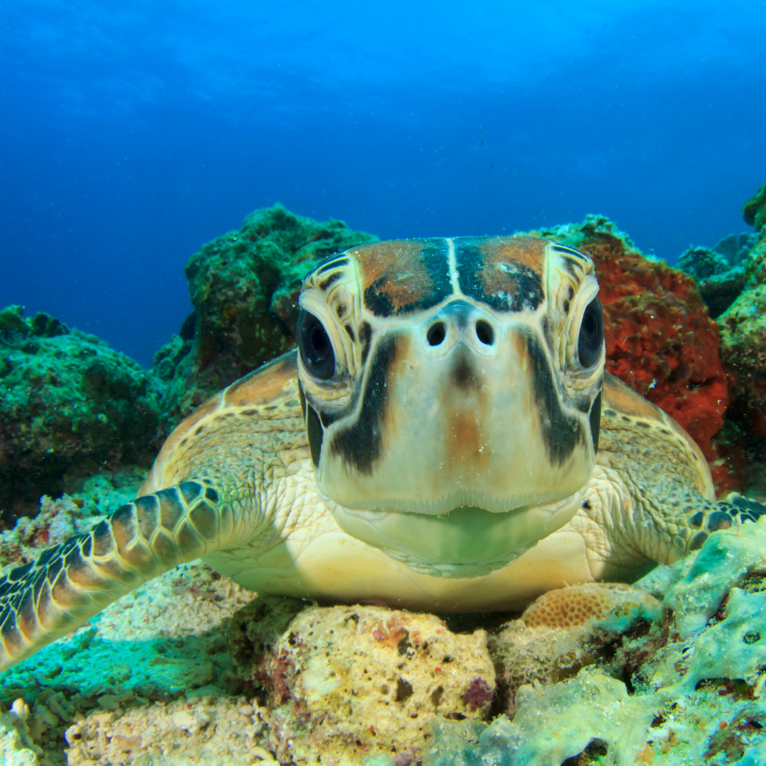 swimming snorkeling with sea turtles us virgin islands vi eco tours