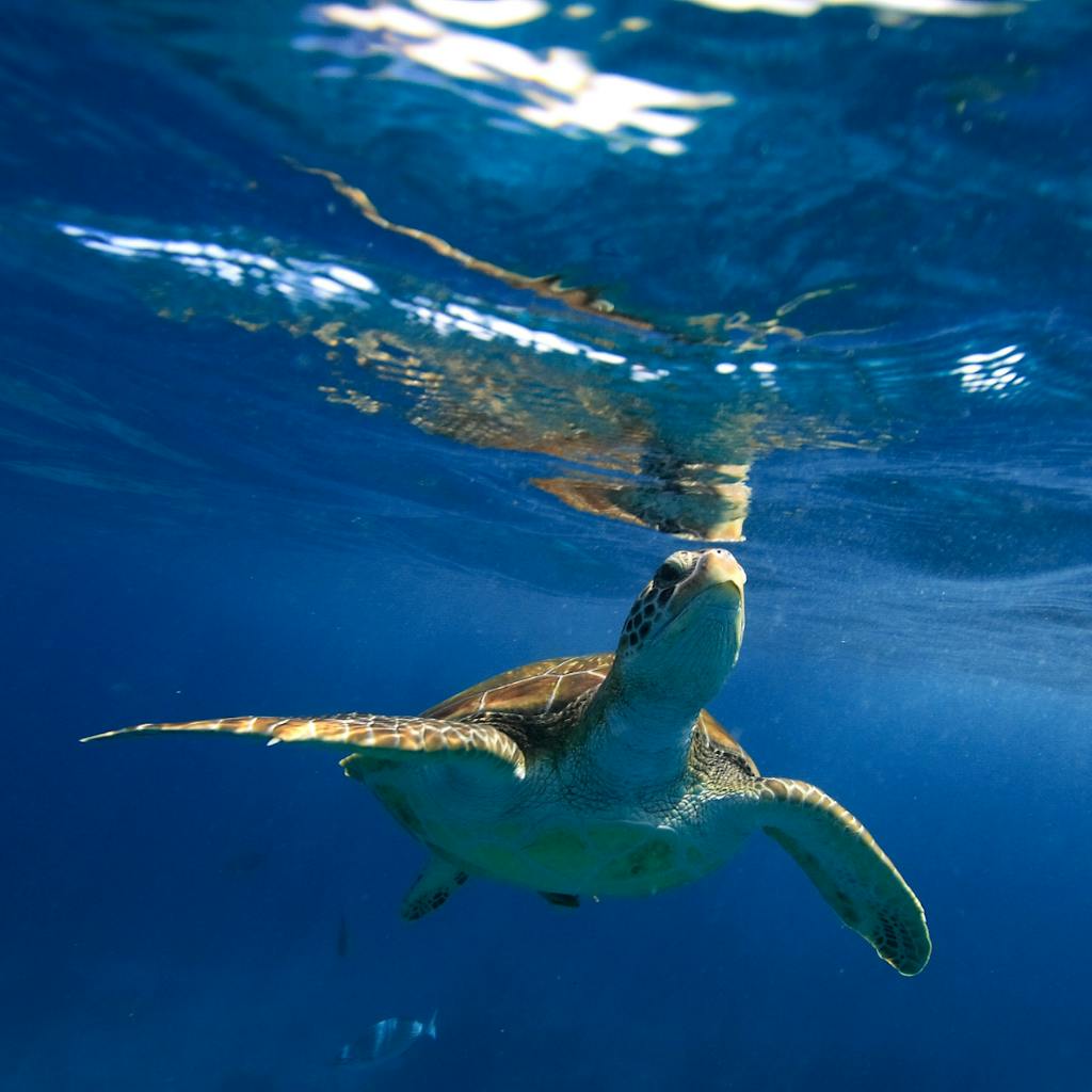 where to snorkel with sea turtles us virgin islands st john