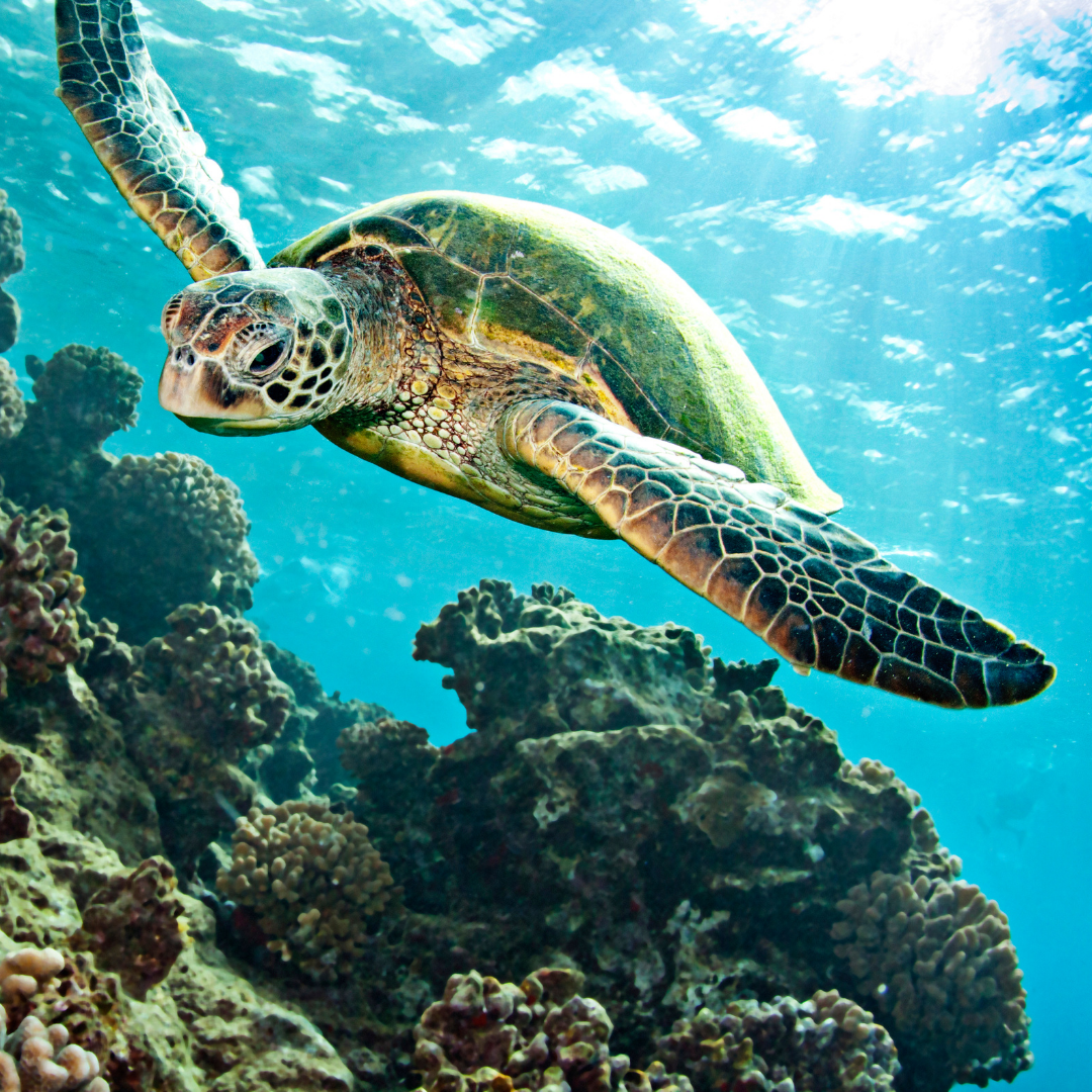 snorkeling usvi sea turtles