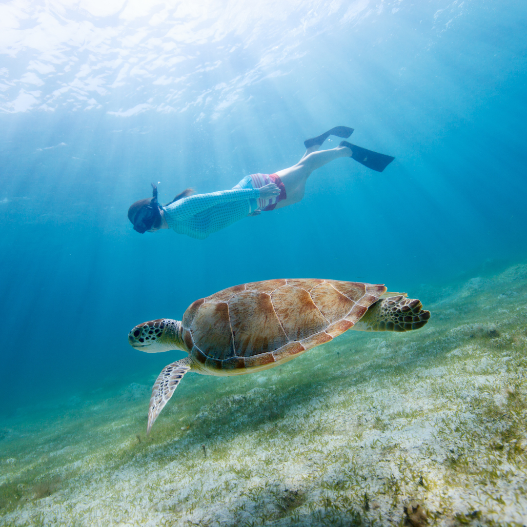 snorkeling with sea turtles St. John VI