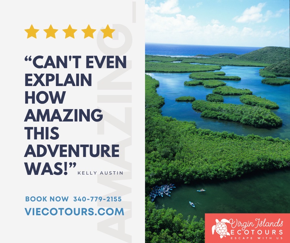 guests of the Cas Cay kayak hike snorkel tour Virgin Islands Ecotours