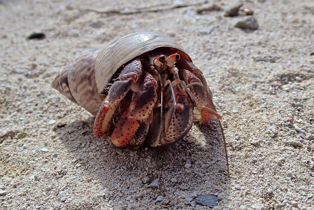 4 Fun Facts About Island Hermit Crabs | VI Eco Tours