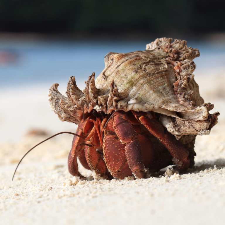 4 Fun Facts About Island Hermit Crabs | VI Eco Tours