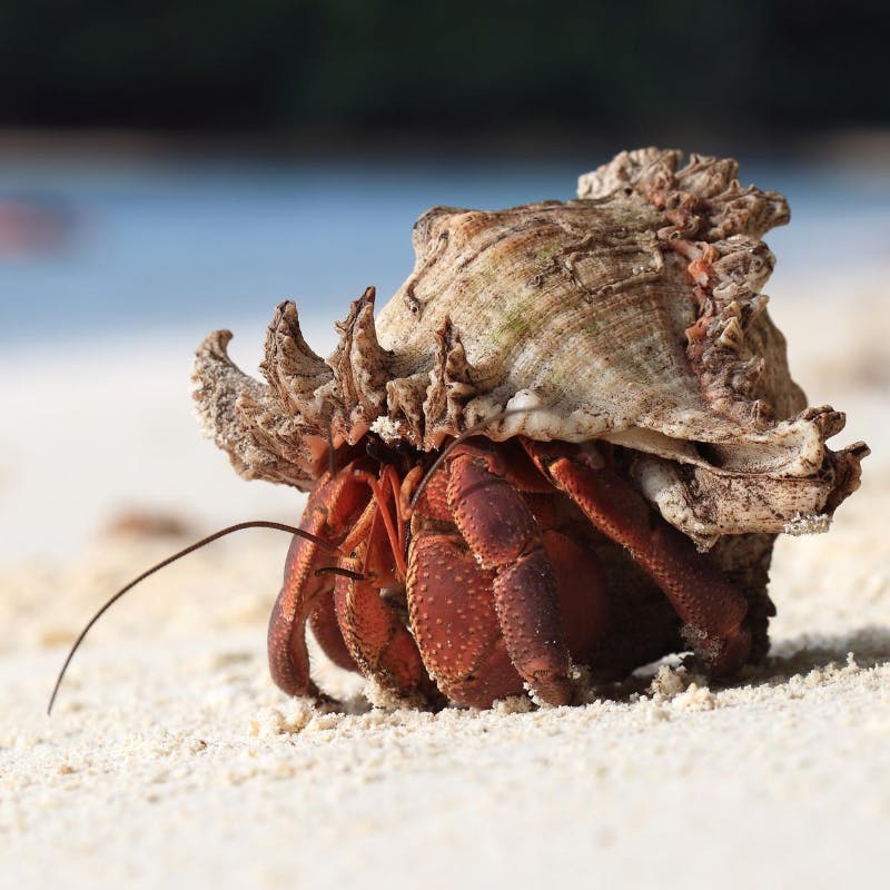 hermit crab St. Thomas USVI Cas Cay