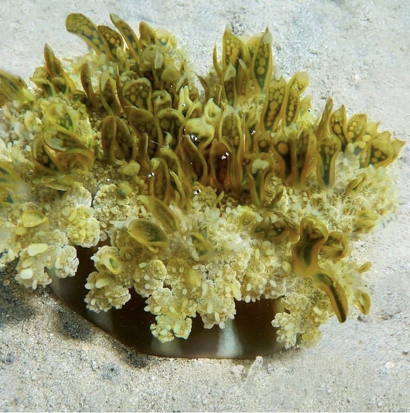 a close up of a coral