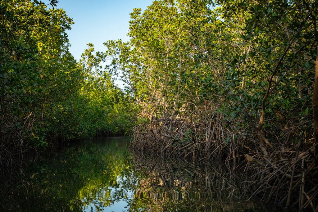 Mangroves St Thomas USVI