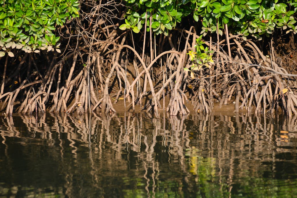 kayak snorkel mangroves St Thomas Virgin Islands