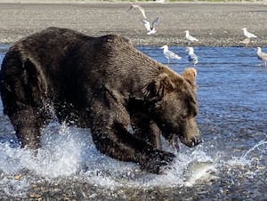 a bear playing in a body of water