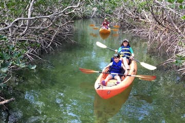 Mangroves and manatees eco-tour tandem kayakers