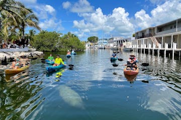 Kayakers looking at a manatee in the canal