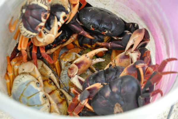 Tru Bahamian Must Eat: Crab & Rice 