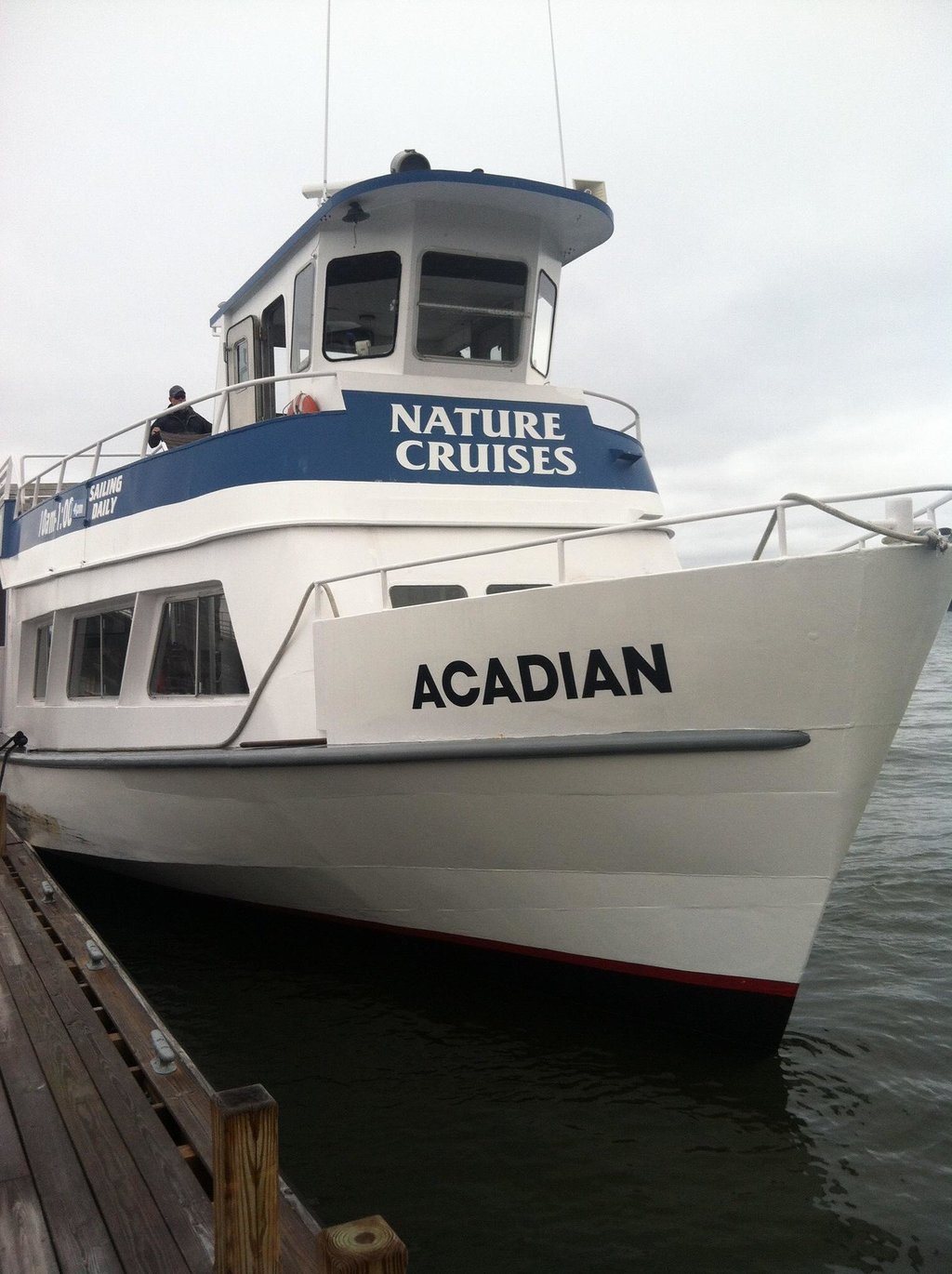 acadia puffin cruise