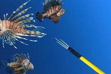 Lionfish and spear