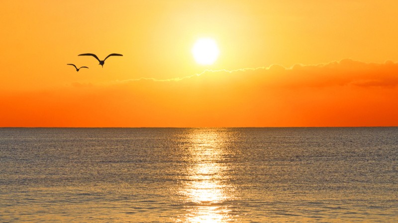 a bird flying over the ocean at sunset