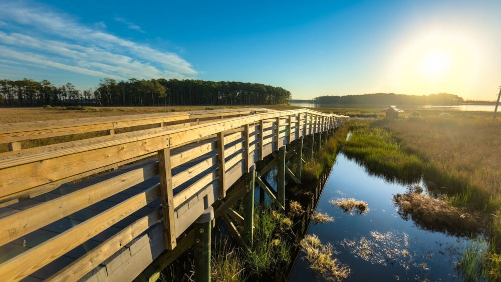 A walking bridge span over the wetlands of Blackwater National Wildlife Refuge