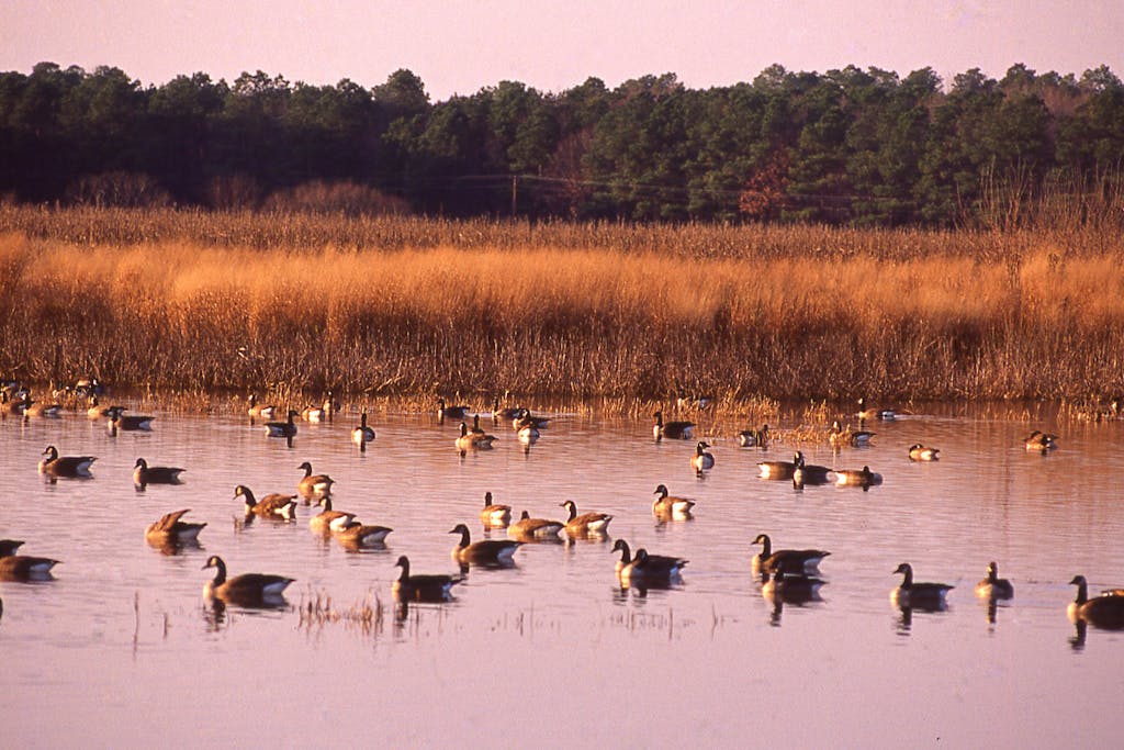 A flock of ducks on the water of Blackwater National Wildlife Refuge