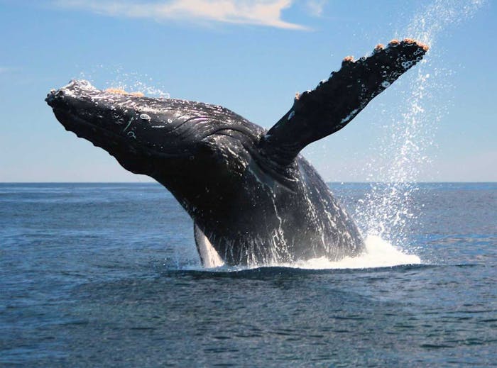 (c) Alaska-galore-juneau-whale-watching.com