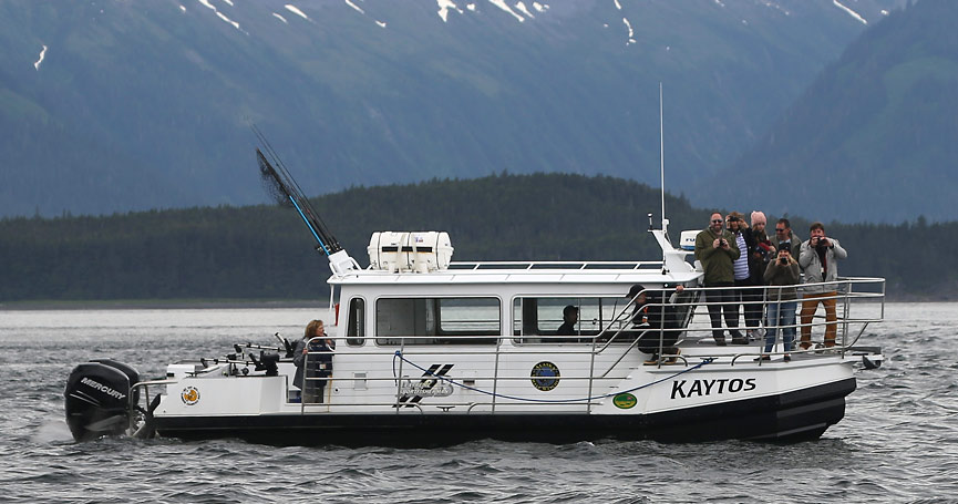 Juneau Whale Watching Tour | Alaska Galore Tours