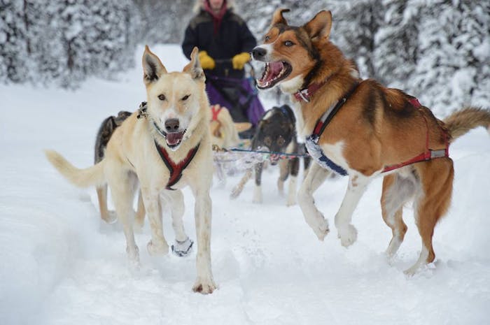 do iditarod dogs wear booties