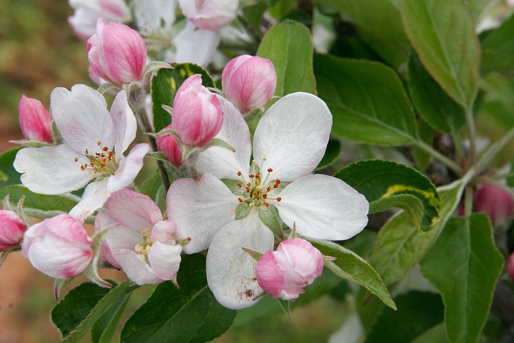 Local Happenings Sebastopol Apple Blossom Festival Getaway Adventures