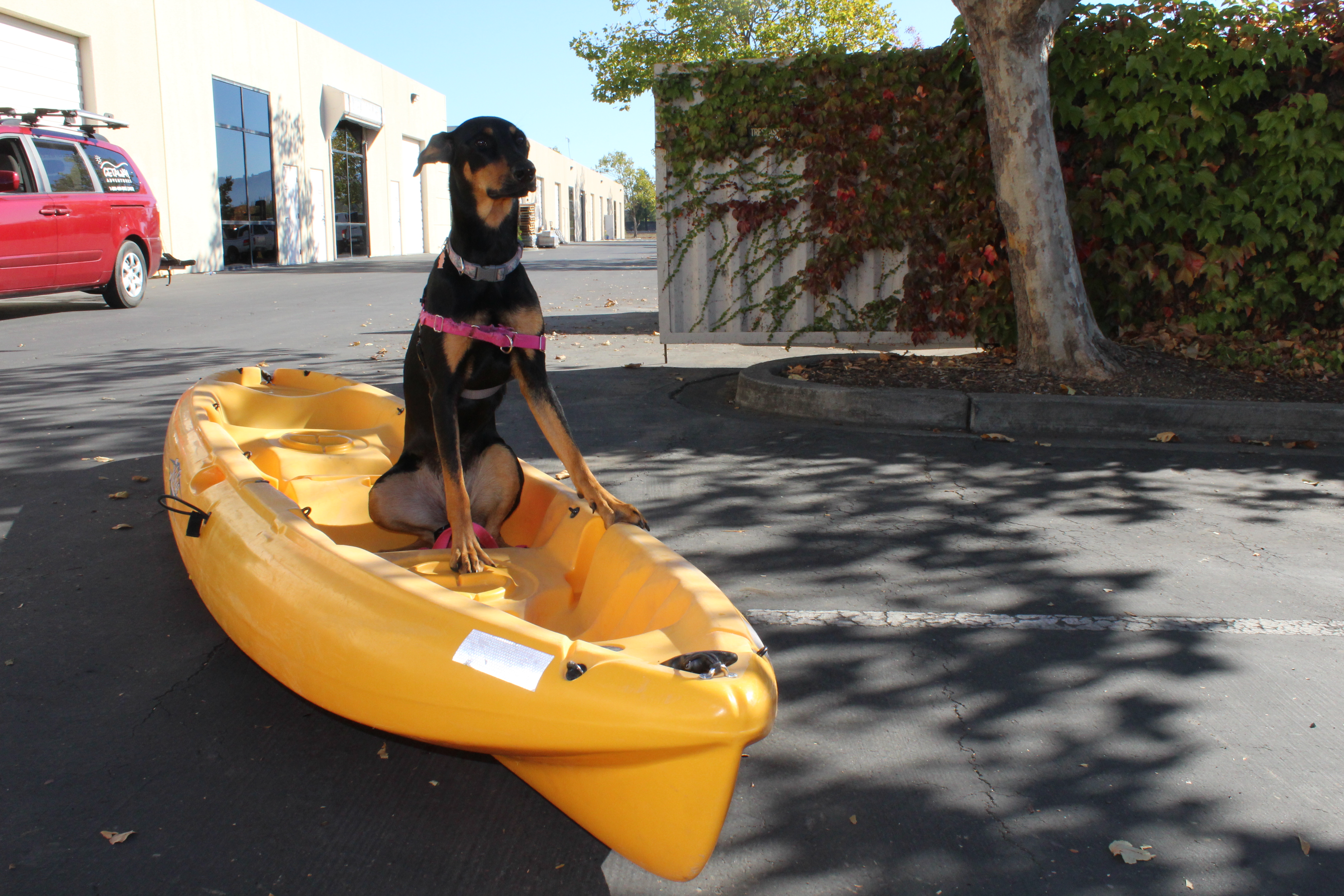 dog ready for kayak travel