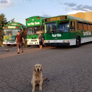a dog that is standing in front of a truck