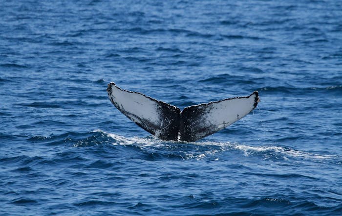 
      FAQs - When is Whale and Dolphin Watching Season near San Diego?
  