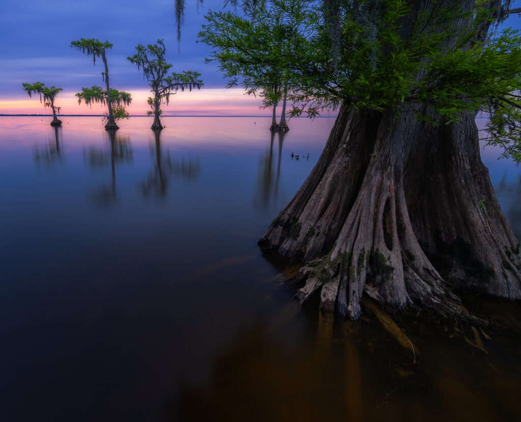 Cypress Swamp Photo Tour New orleans