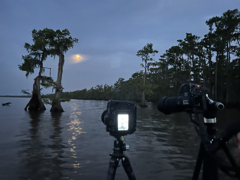 swamp photography
