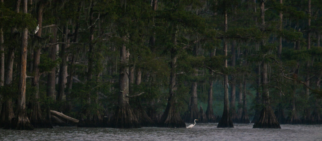 egret on a swamp photo tour