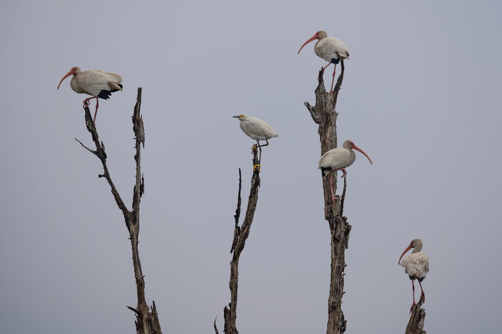 egret and ibis in Louisiana