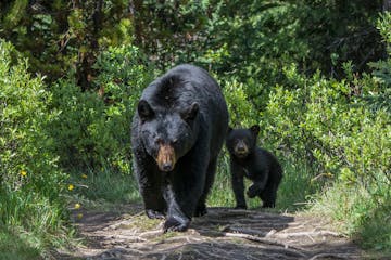 Black bear and cub walking through the forest