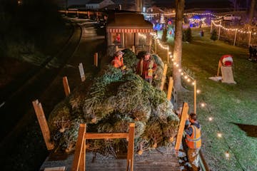 Three people loading Christmas trees on a wooden platform.
