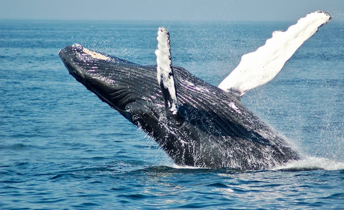 Whale Watching Tour in Montauk, NY | Viking Fleet