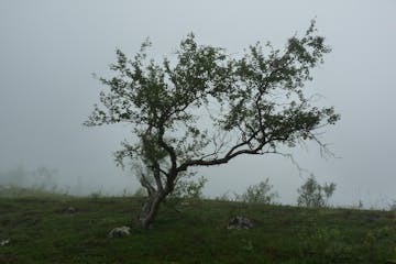 a herd of sheep standing on top of a tree