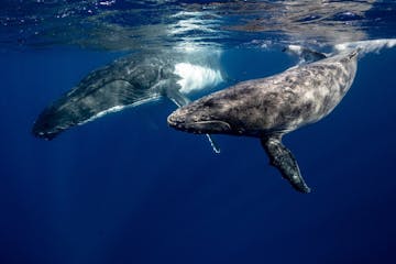 Two whales underwater around Bora Bora
